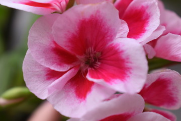 Fototapeta na wymiar White and Pink gradient Geranium or Pelargonium macro closeup