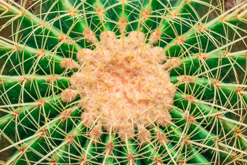 close up. top view of Cactus. for the background