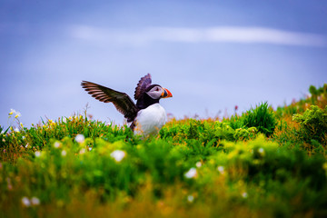 Atlantic Puffin with wings spread on top of cliff
