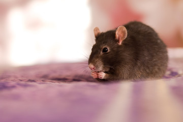 portrait of a rat holding food in its paws