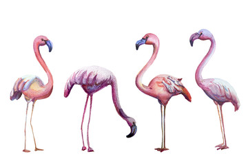 Watercolor set of pink flamingos. Isolated Colorful hand painted tropical birds on the white background . Element design for greeting, childish style