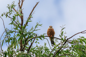 female red footed falcon (falco vespertinus)