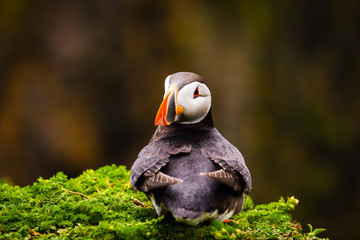 Atlantic Puffin on edge of cliff