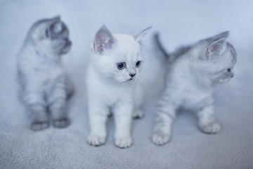 Fototapeta na wymiar blue british kitten cats playing on gray background