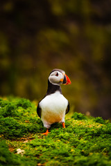 Atlantic Puffin on edge of cliff