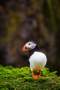 Atlantic Puffin On Edge Of Cliff