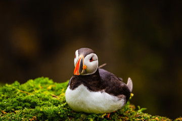 Atlantic Puffin on edge of cliff