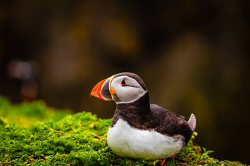 Atlantic Puffin on edge of cliff