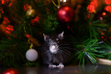 cute rat under the christmas tree. symbol of the new year 2020 on the eastern calendar