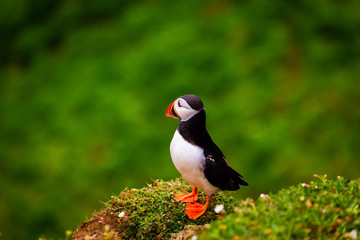 Atlantic Puffin on edge of cliff