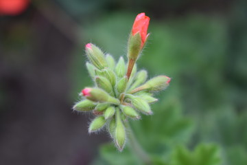 Orange Granium flower buds blooming macro, blurry background