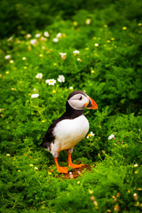 Atlantic Puffin in green grass