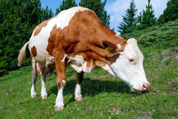 Fototapeta na wymiar brown and white cow