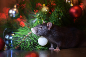 cute rat under the christmas tree. symbol of the new year 2020 on the eastern calendar