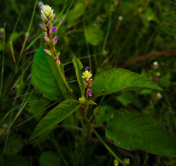 INSECT