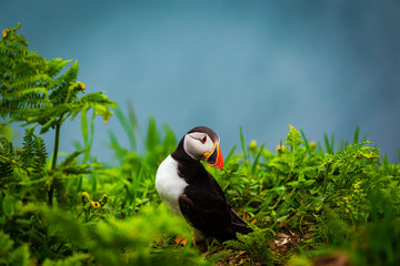Atlantic Puffin on edge of cliff