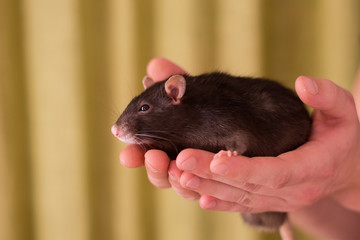 cute rat sits on the palms of man