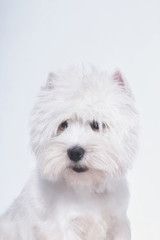 West Highland White Terrier small white dog