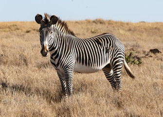 Grévy's zebra in Lewa Conservancy, Kenya © Kent Morris