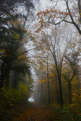 Foggy forest in autumn