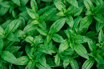 Green leaf texture. Leaf texture background for background
