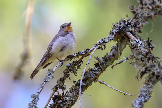 Red-breasted Flycatcher