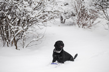 Fototapeta na wymiar Happy black healthy labrador playing in winter snowy park outdoor. Horizontal color photography.