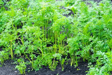 Green carrot leaves grow in a garden bed
