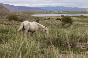 Fototapeta premium white horse in a field