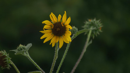 Up close with a sunflower