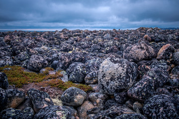 Large round cut stones on the Barents Sea coast, covered with brown algae.