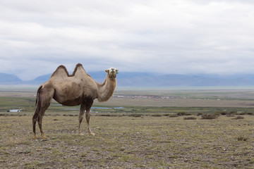 camel in desert 
