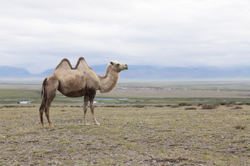 one two-humped camel in desert of altay region at summer