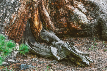 Tree roots on dirt trail. Hiking in coniferous forest in summer. Tourism and travel