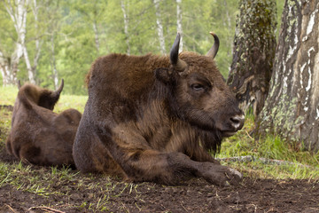 Fototapeta premium bison in the Altai national park in the summer