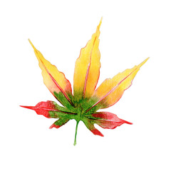 Watercolor illustration of  maple leaf