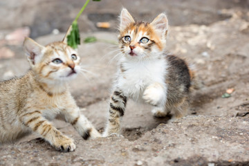 Fototapeta na wymiar Baby Kittens playing, Essaouira Morocco 