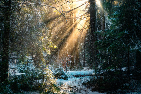 Das Winterlicht im Wald