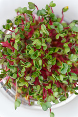 Close-up of radish microgreens - green leaves and purple stems. Sprouting Microgreens. Seed Germination at home. Vegan and healthy eating concept. Sprouted Radish Seeds, Micro greens. sprouts.