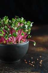 Close-up of radish microgreens - green leaves and purple stems. Sprouting Microgreens. Seed Germination at home. Vegan and healthy eating concept. Sprouted Radish Seeds, Micro greens. sprouts.