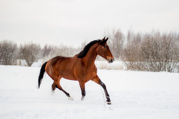 Fototapeta na wymiar Bay horse in the snow trotting