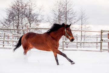 Fototapeta na wymiar Brown horse galloping in the snow field