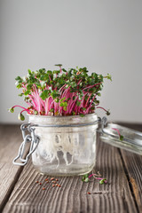 Close-up of radish microgreens - green leaves and purple stems. Sprouting Microgreens. Seed Germination at home. Vegan and healthy eating concept. Sprouted Radish Seeds, Micro greens. sprouts.
