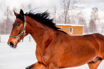 Brown horse galloping in the snow field