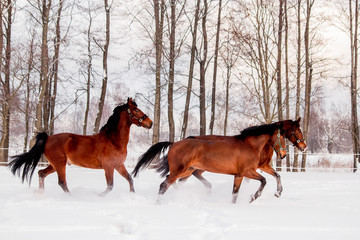 Three bay horses playing in the snow in winter