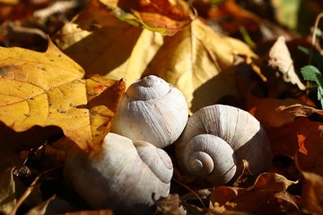 White shells of shellfish on a background of yellow leaves. Sunny autumn day. Shallow depth of field, close up.