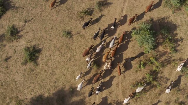 Straight down aerial view of free roaming cattle walking in the rural Mahenye Village, Zimbabwe