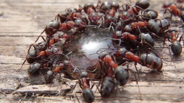 video of Red ants close up eating sugar syrup on natural background