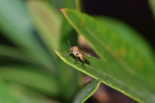 Fungus Gnat perched on an Oleander leaf in Houston, Texas during the night hours. Fond of damp environments, they are a common pest in the US that spread pathogens through plants.