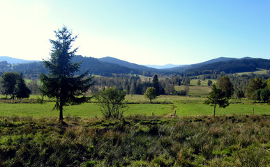 Obraz premium Wiesenlandschaft